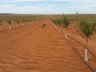 Almond Development in the Riverland